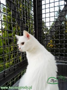 balkon z siatką zabezpieczającą koty