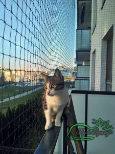 kot na balkonie z siatką zabezpieczającą